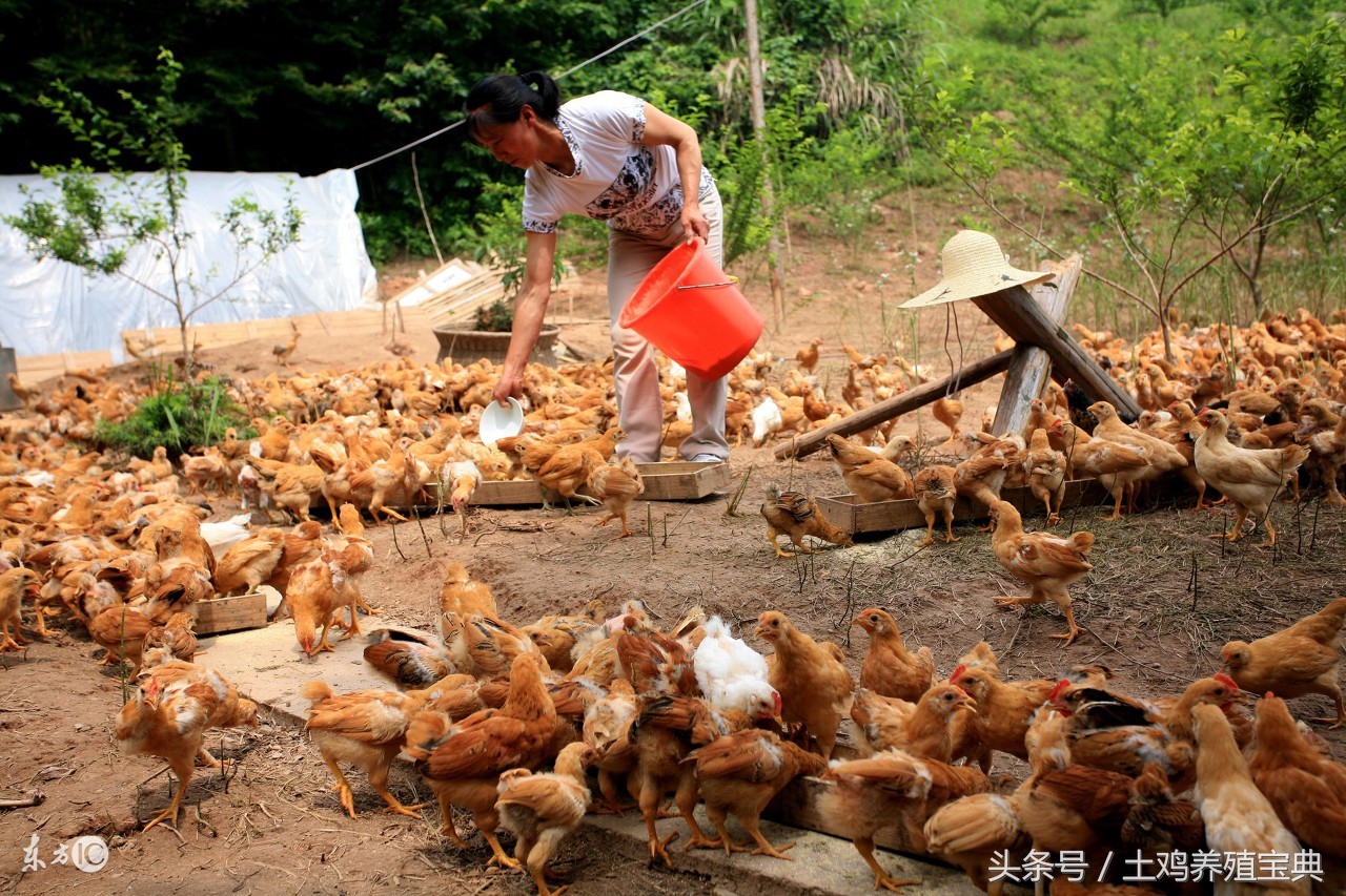 土鸡的鸡爪子怎么弄干净,土鸡长鸡痘怎么办
