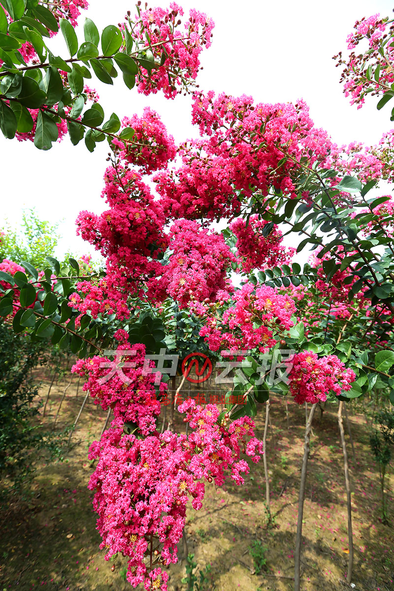 紫薇花盛开在老乐山深处
