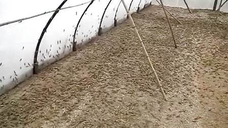 蝗虫养殖一亩产多少斤,蝗虫养殖怎么找销路