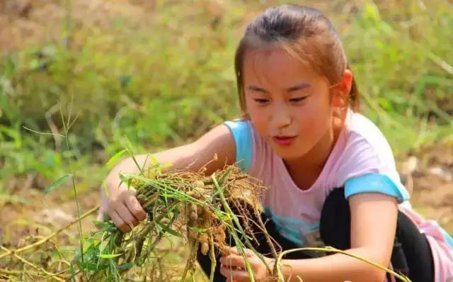 地里刚拔的花生,地里拔出来的新鲜花生吃了好吗