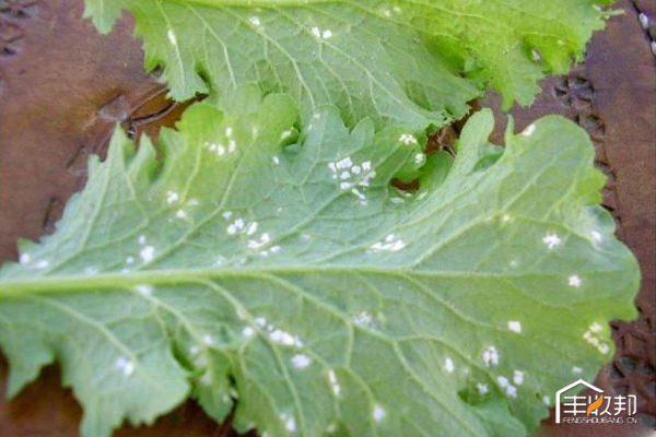种植白菜心怎么管理,防治白菜萝卜病虫害哪个药好