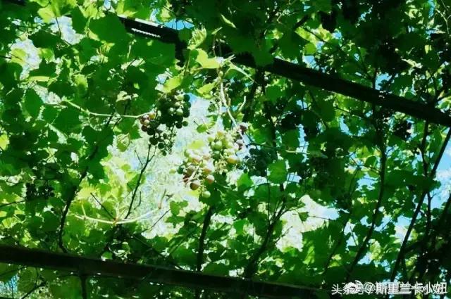 黑龙江十大必游景点推荐,黑龙江最值得去的景点