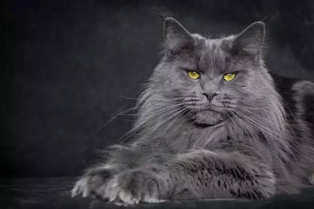 缅因猫成猫出售,每日一猫之豹猫