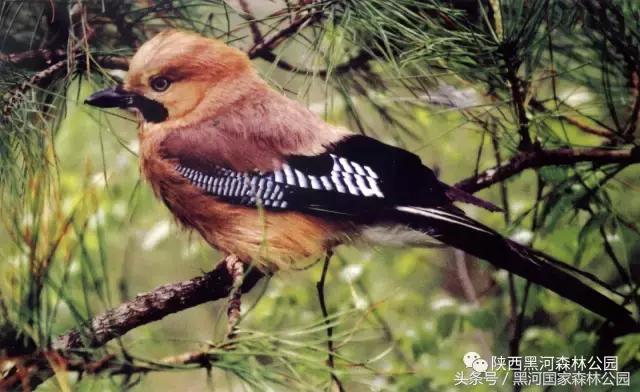 探秘黑河森林公园,黑河森林公园野生动物