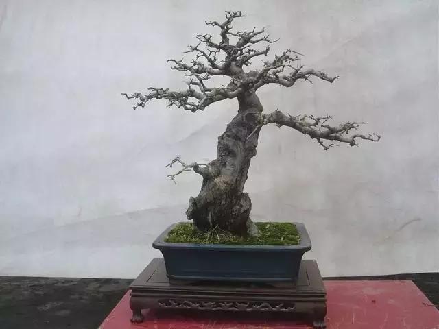 北方室外过冬的盆景对节白蜡盆景,小叶女贞和对节白蜡哪个适合盆景