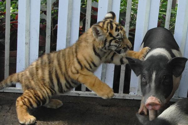 十二生肖五行与属相配对,属相蛇与十二生肖配对排名