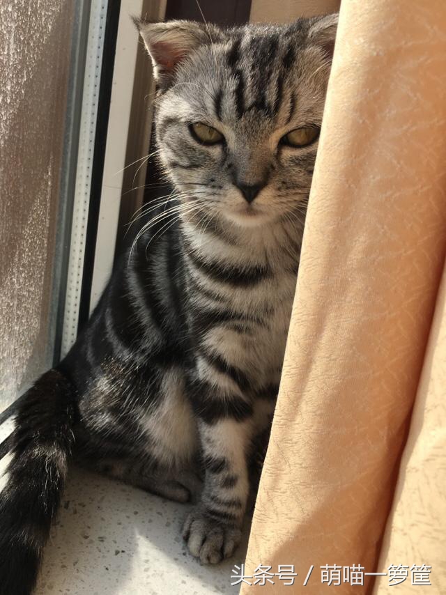 怎么辨别两只猫咪打架还是玩耍,多猫家庭怎么辨别猫尿