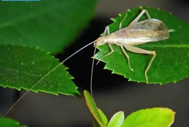 葡萄树干有蛀虫怎么办,葡萄蛀虫