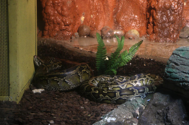 成都动物园看各种动物,成都动物园周末打卡景点