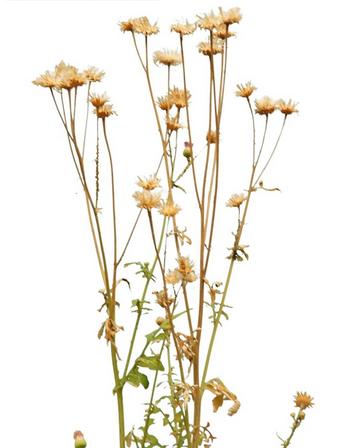 霉菌在中医怎么解决,中医霉菌