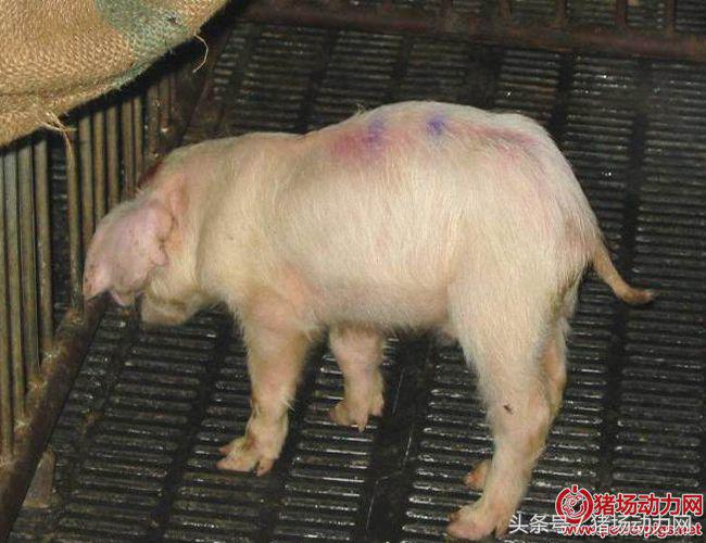 猪链球菌关节肿大怎么治疗,猪关节肿大怎么快速消除