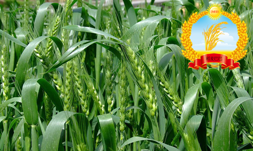 周麦32小麦品种简介,周麦32