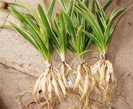 吊兰水培怎么才能长得好,吊兰怎么水培长得快