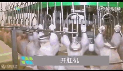 看看外国人是怎样宰牛的,德国杀鸡的全过程