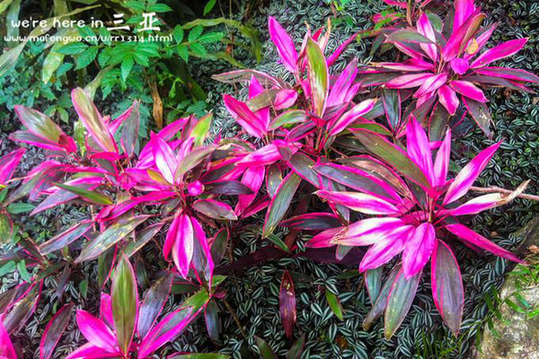 三亚五天四晚旅行团爱上海岛,三亚3天两晚够不够