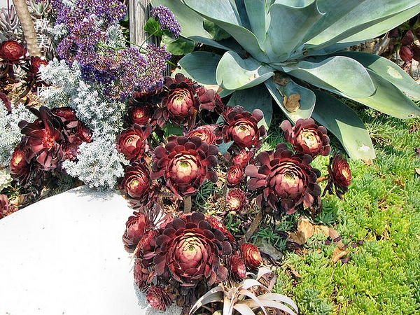 多肉张狂起来,狂野型多肉