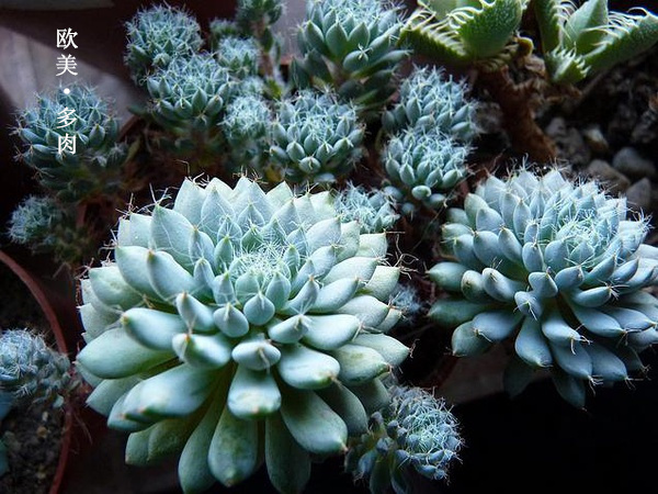 多肉张狂起来,狂野型多肉