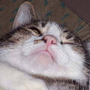 世界睡眠日您睡得还好吗,世界睡眠日揭秘聪明的人都睡得少