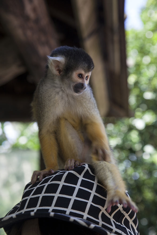 日本喜欢泡温泉的动物,日本爱泡温泉的狗子