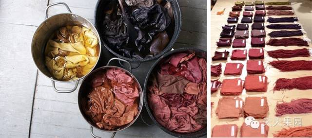 山竹都有哪些问题,山竹的秘密你知道多少