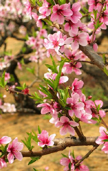 郴州桂阳油菜花,郴州桂阳油菜花开迎客来