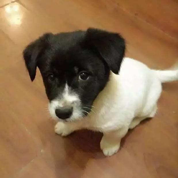 「3月上海领养」给流浪的它们一个温暖的家！