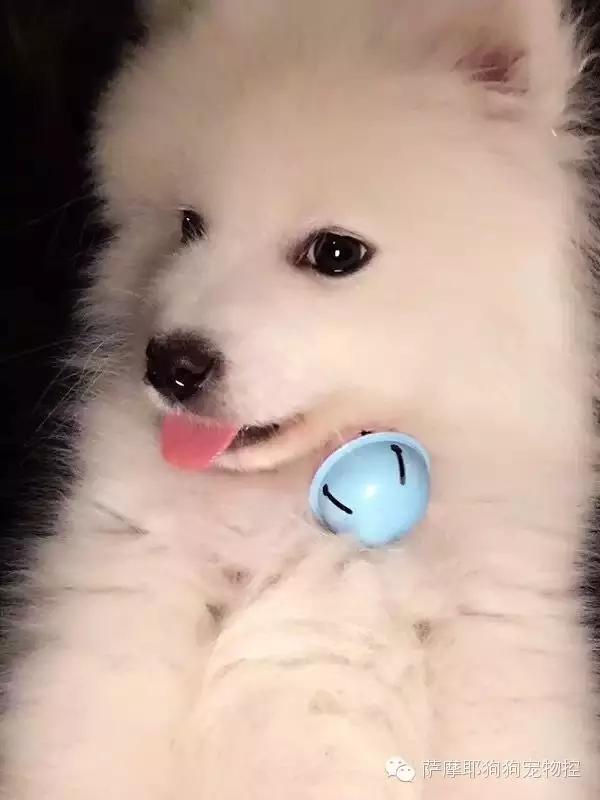 一只特立独行的萨摩,一只呆萌的哈巴狗