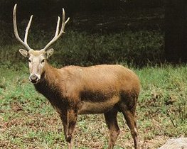 国内十大国宝动物,中国动物界的国宝