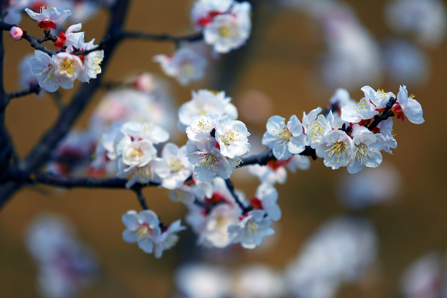 聚焦陕西蓝田泄湖镇,蓝田县洩湖镇发展规划