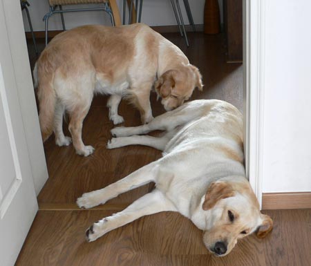 春天,让大脸喵给铲屎官们讲讲小母狗的发情期