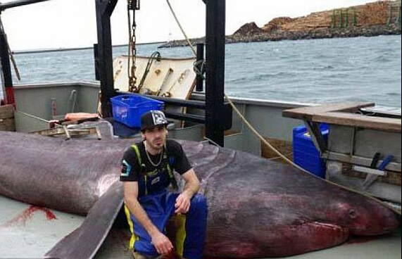 海中捕获巨鲨视频,罕见全球人们捕获5米巨口鲨