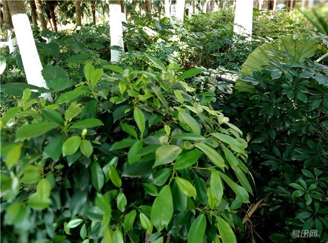 酷派锋尚maxa8-930,中华酷联怎么被淘汰的