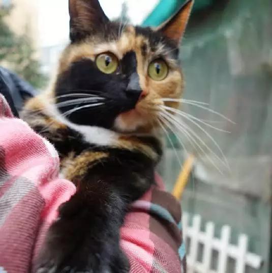 上海猫咪领养虹口,喵小汪宠物领养