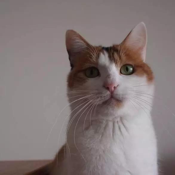 上海嘉定哪里有免费领养狗,瑶海区附近最近的宠物领养