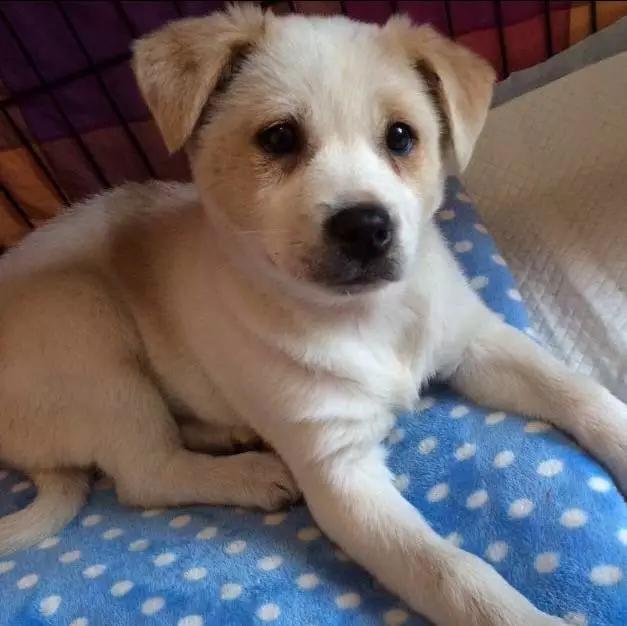 上海嘉定哪里有免费领养狗,瑶海区附近最近的宠物领养