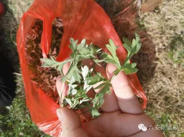 六安最新“野菜宝典”7种野菜，13种时令蔬菜，你都认识吗？