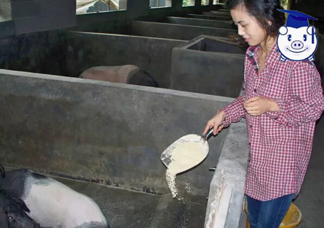 生态养猪让她年入百万,听美女猪倌介绍养猪致富经!