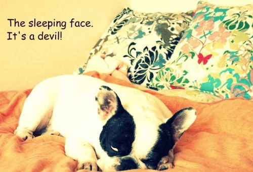 狗狗容易拉肚子怎么调理,狗狗频繁拉肚子怎么解决