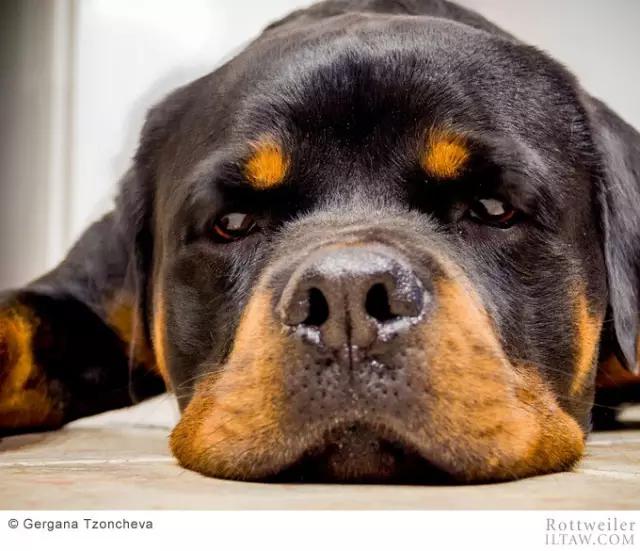 赛罗的宠物罗威纳犬,罗威纳犬犬种