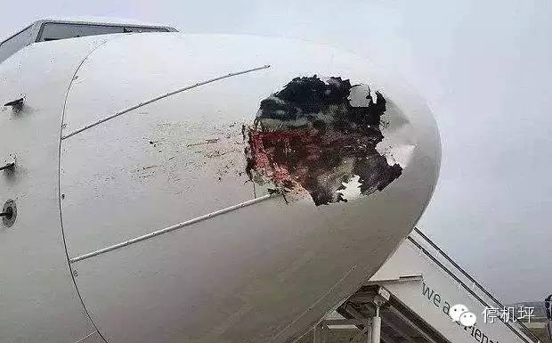 飞机：你赔我鼻子！鸟：妈的智障