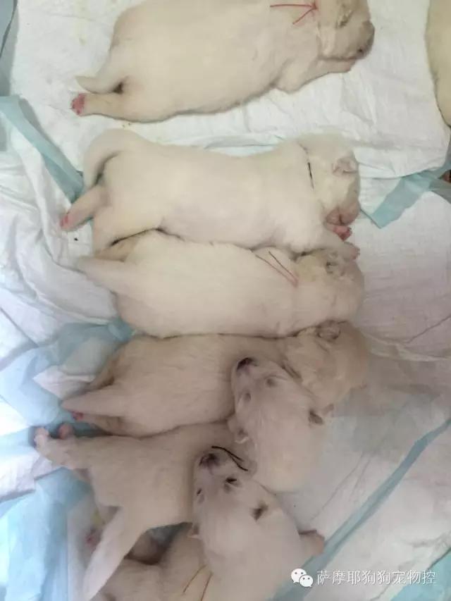 萨摩耶老婆生宝宝了怎么照顾,萨摩耶妈妈和萨摩宝宝