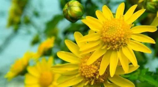 青春痘怎么快速消除不用药物,青春痘怎样消除最简单小方法