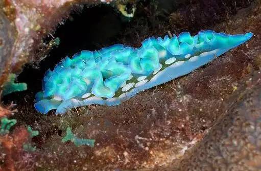 海兔教程,海兔生物图鉴