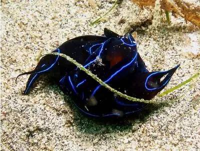 海兔教程,海兔生物图鉴