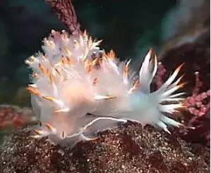 海兔教程,海兔生物图鉴