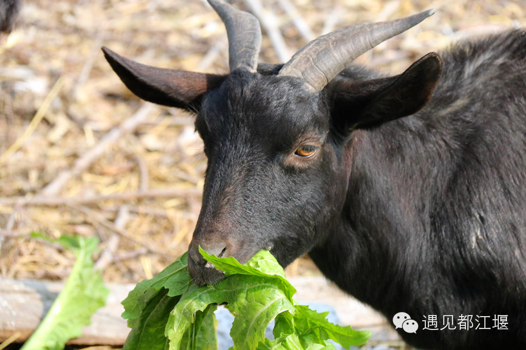 走去新丰骑车赏红枫泡温泉品美食,走温江田园去观赏美好生活