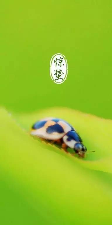 今日惊蛰节气,今日惊蛰的习俗和讲究