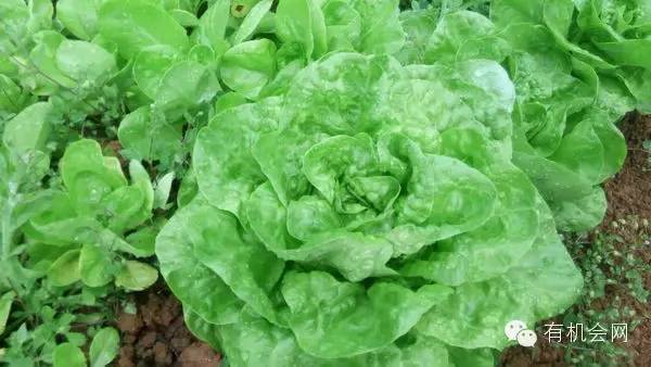 疗愈人的慧灵农场：一群很简单的人，在这里快乐、自在地生活