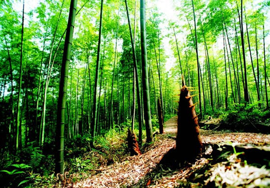 阳春三月下从化，去广东最美乡村植树、挖春笋、野炊吧！[3.12]