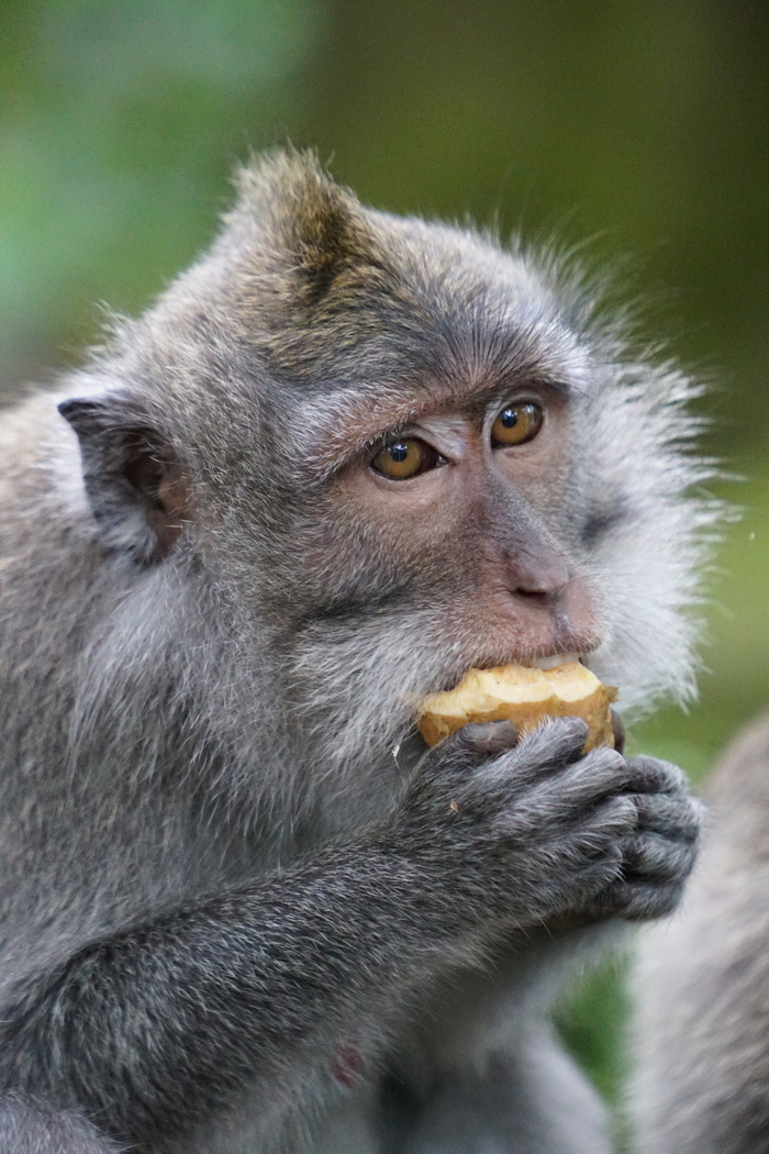 索尼微单a6300最新报价,索尼a6300微单的优缺点